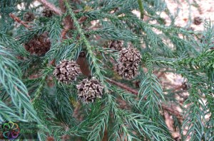 cryptomeria japonica (1200 x 800).jpg_product_product_product_product